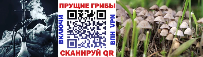 Псилоцибиновые грибы GOLDEN TEACHER  даркнет как зайти  Семикаракорск 
